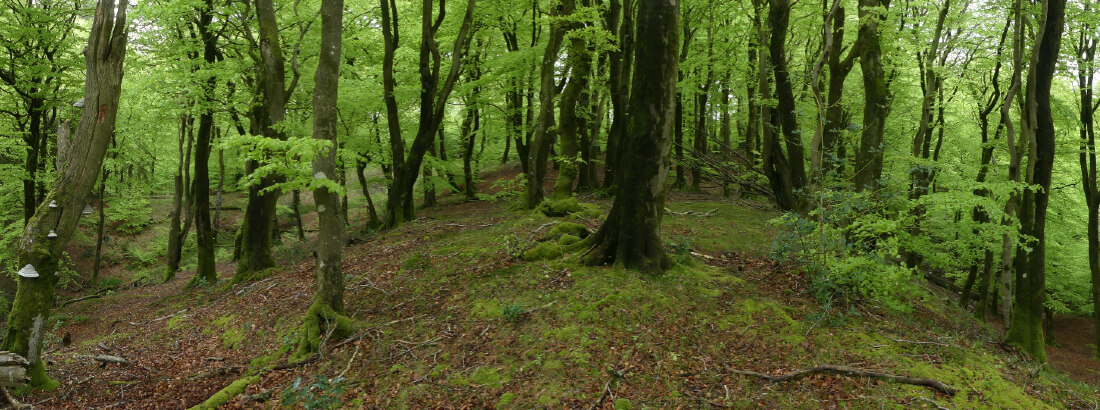 Landskab med skov. Foto: Lars Skipper